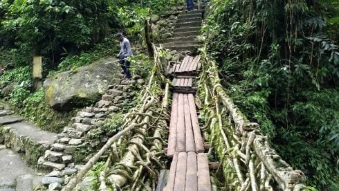 Double Decker Living Root Bridges-3